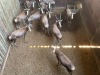 10 X BLESBOK - BLESBUCK V/F:10 MULATI (Betaal per dier/Pay per animal) - 2
