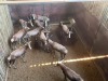 10 X BLESBOK - BLESBUCK V/F:10 MULATI (Betaal per dier/Pay per animal) - 3