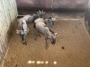 4 X BLOUWILDEBEES - BLUE WILDEBEEST V/F:4 MULATI (Betaal per dier/Pay per animal) - 2
