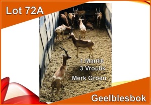 4x GEEL BLESBOK/YELLOW BLESBUCK M:1 V/F:3 Merk Groen(Per stuk om lot te neem)