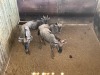 4 X BLOUWILDEBEES - BLUE WILDEBEEST V/F:4 MULATI (Betaal per dier/Pay per animal) - 3