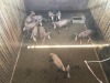 10 X BLESBOK - BLESBUCK V/F:10 MULATI (Betaal per dier/Pay per animal) - 3