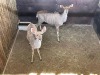 2 X KOEDOE - KUDU V/F:2 MULATI (Betaal per dier/Pay per animal) - 2