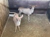 2 X KOEDOE - KUDU V/F:2 MULATI (Betaal per dier/Pay per animal) - 3