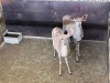 2 X KOEDOE - KUDU V/F:2 MULATI (Betaal per dier/Pay per animal) - 4