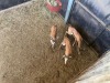 2 X SPRINGBOK - SPRINGBUCK M:2 MULATI (Betaal per dier/Pay per animal) - 2