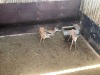 2 X SPRINGBOK - SPRINGBUCK M:2 MULATI (Betaal per dier/Pay per animal) - 3