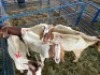 LOT 26 5X OOI/EWE BOERBOK Rhenosterhoek, Kobus van der Walt - 082926 0929 (Per stuk om lot te neem/Per Piece to take the lot)