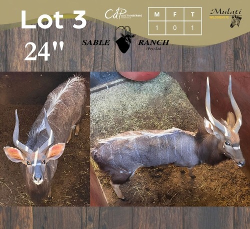 1 X NJALA - NYALA M:1 SABLE RANCH
