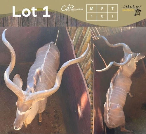 1 X KOEDOE - KUDU M:1 MULATI