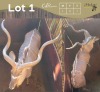 1 X KOEDOE - KUDU M:1 MULATI