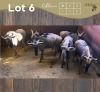 6 X BLOUWILDEBEES - BLUE WILDEBEEST M:1 V/F:5 MULATI (Betaal per dier/Pay per animal)