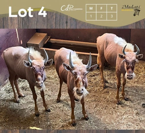 3 X GOUE WILDEBEES - GOLDEN WILDEBEEST M:1 V/F:2 MULATI (Betaal per dier/Pay per animal)