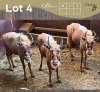 3 X GOUE WILDEBEES - GOLDEN WILDEBEEST M:1 V/F:2 MULATI (Betaal per dier/Pay per animal)
