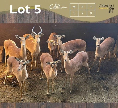 8 X ROOIBOK - IMPALA M:1 V/F:7 MULATI (Betaal per dier/Pay per animal)