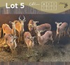 8 X ROOIBOK - IMPALA M:1 V/F:7 MULATI (Betaal per dier/Pay per animal)