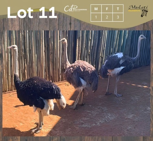 3 X VOLSTRUIS - OSTRICH M:1 V/F:2 MULATI (Betaal per dier/Pay per animal)