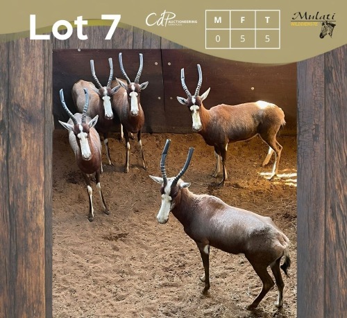 5 X BLESBOK - BLESBUCK V/F:5 MULATI (Betaal per dier/Pay per animal)