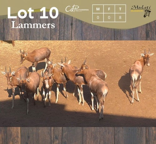 8 X BLESBOK - BLESBUCK MULATI (Betaal per dier/Pay per animal)
