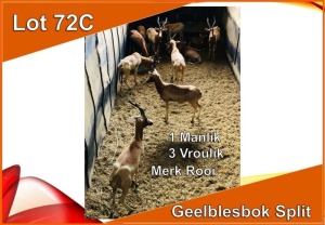 4x GEEL BLESBOK Split/YELLOW BLESBUCK Split M:1 V/F:3 Merk Rooi (Per stuk om lot te neem)