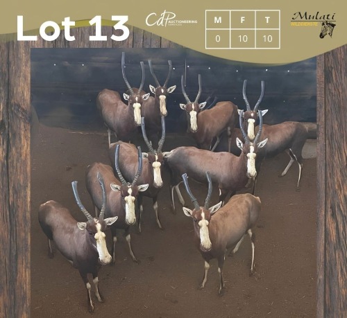 10 X BLESBOK - BLESBUCK V/F:10 MULATI (Betaal per dier/Pay per animal)