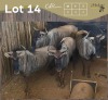 4 X BLOUWILDEBEES - BLUE WILDEBEEST V/F:4 MULATI (Betaal per dier/Pay per animal)