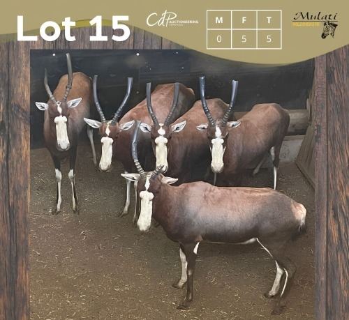 5 X BLESBOK - BLESBUCK V/F:5 MULATI (Betaal per dier/Pay per animal)