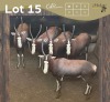 5 X BLESBOK - BLESBUCK V/F:5 MULATI (Betaal per dier/Pay per animal)