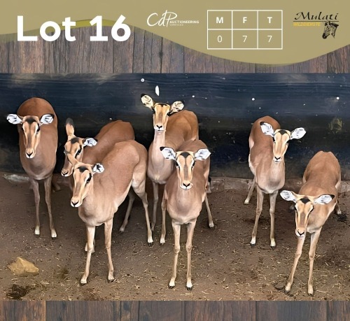 7 X ROOIBOK - IMPALA V/F:7 MULATI (Betaal per dier/Pay per animal)