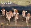 7 X ROOIBOK - IMPALA V/F:7 MULATI (Betaal per dier/Pay per animal)