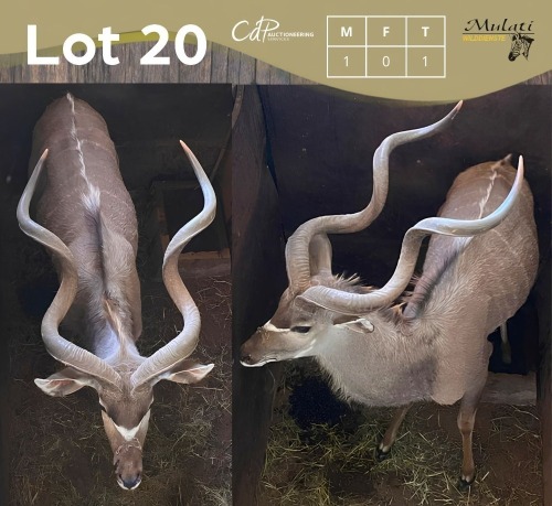 1 X KOEDOE - KUDU M:1 MULATI
