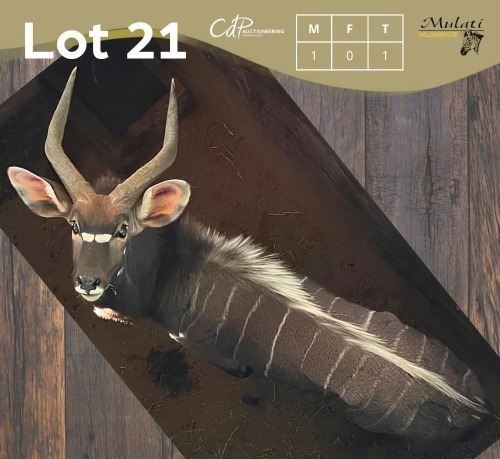 1 X NJALA - NYALA M:1 MULATI