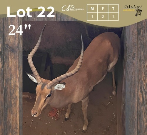 1 X ROOIBOK - IMPALA M:1 MULATI