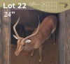 1 X ROOIBOK - IMPALA M:1 MULATI