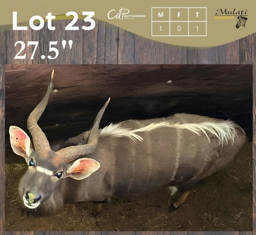 1 X NJALA - NYALA M:1 MULATI