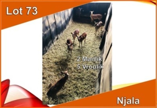 7x NJALA/NYALA M:2 V/F:5 (Per stuk om lot te neem)