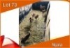 7x NJALA/NYALA M:2 V/F:5 (Per stuk om lot te neem)