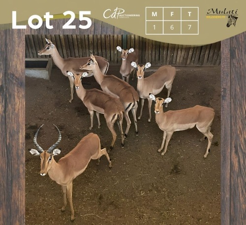 7 X ROOIBOK - IMPALA M:1 V/F:6 MULATI (Betaal per dier/Pay per animal)