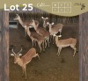 7 X ROOIBOK - IMPALA M:1 V/F:6 MULATI (Betaal per dier/Pay per animal)