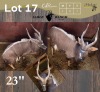1 X NJALA - NYALA M:1 SABLE RANCH