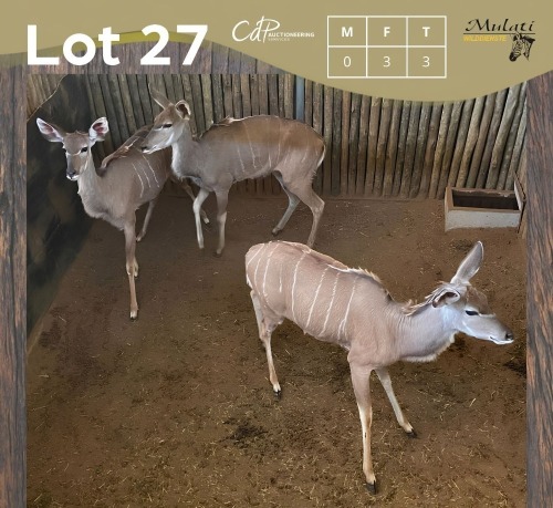 3 X KOEDOE - KUDU V/F:3 MULATI (Betaal per dier/Pay per animal)