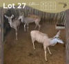 3 X KOEDOE - KUDU V/F:3 MULATI (Betaal per dier/Pay per animal)