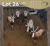 5 X BLESBOK - BLESBUCK M:5 MULATI (Betaal per dier/Pay per animal)