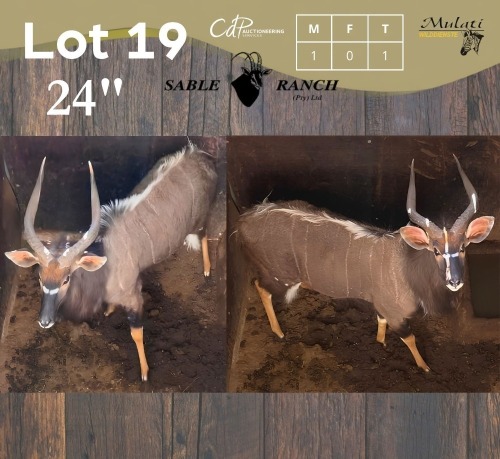 1 X NJALA - NYALA M:1 SABLE RANCH
