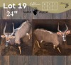1 X NJALA - NYALA M:1 SABLE RANCH