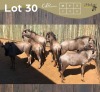 6 X BLOUWILDEBEES - BLUE WILDEBEEST M:2 V/F:4 MULATI (Betaal per dier/Pay per animal)