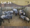 6 X BLOUWILDEBEES - BLUE WILDEBEEST V/F:6 MULATI (Betaal per dier/Pay per animal)