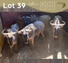 4 X BLOUWILDEBEES - BLUE WILDEBEEST M:4 MULATI (Betaal per dier/Pay per animal)