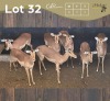 7 X ROOIBOK - IMPALA V/F:7 MULATI (Betaal per dier/Pay per animal)