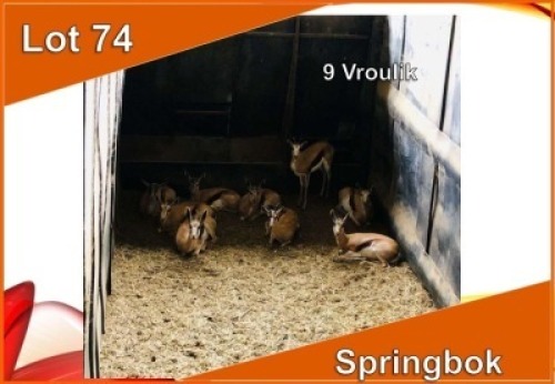 9x SPRINGBOK/SPRINGBUCK V/F:9 (Per stuk om lot te neem)